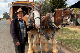 Harry Vidal with his Clydesdales Henry and George.