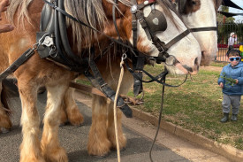 Harry Vidal’s Clydesdales Henry and George at Nyngan. Harry and his animal companions are on their way from Balranald to Lightning Ridge to raise money for to raise funds for Craniofacial Australia.