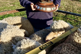 George Caton won the pen of five Merino ewes trophy.