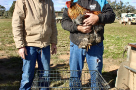 Mark George and Albie Provest from Walgett were selling fowls at the field day.