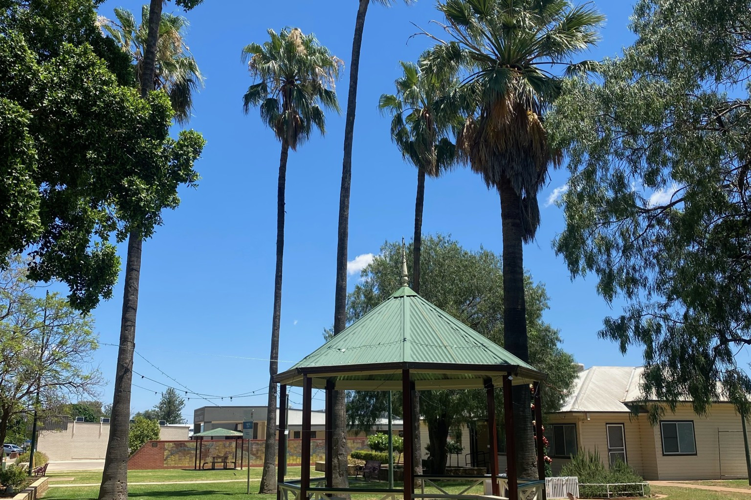Bogan shire passed a resolution at the recent December meeting to remove the palm trees in Davidson Park.