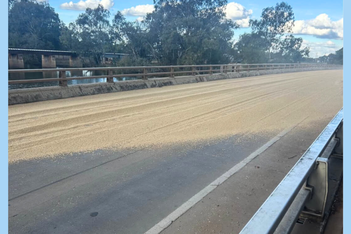 Bogan Shire Council was alerted to a significant grain spill on the Peter Sinclair Bridge on Monday afternoon. Photo: Gregory Taylor.