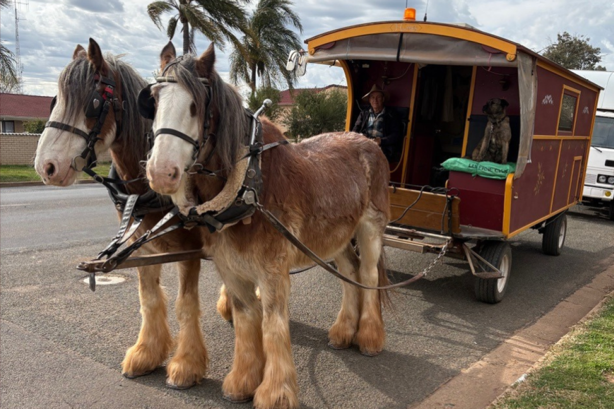 Harry Vidal and Clydesdales Henry and George were delighted to meet the children from Nyngan Preschool. Photos by The Nyngan Weekly: Abigail McLaughlin.